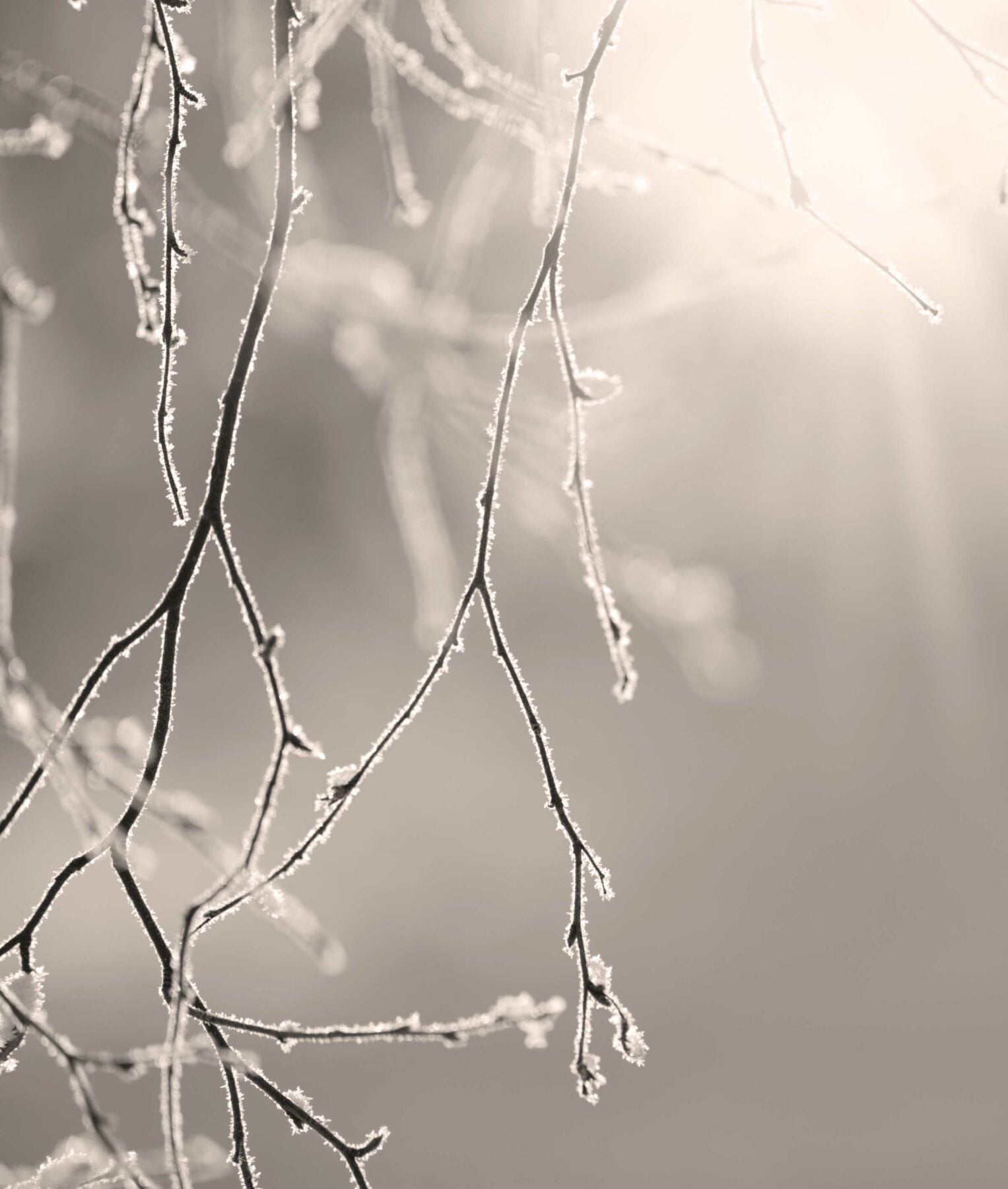 branches-in-winter